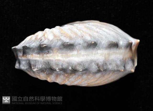闊船蛸藏品圖，第2張