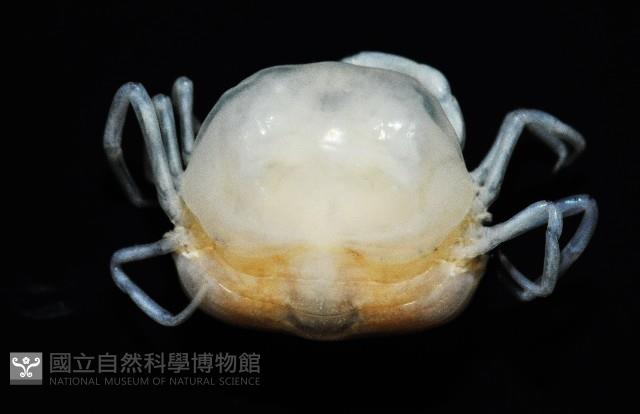 中華蚶豆蟹藏品圖，第2張