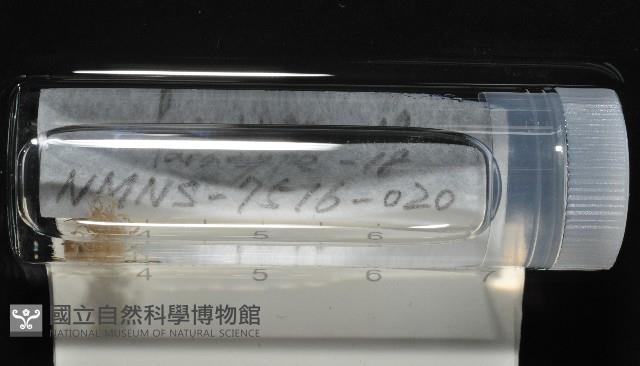 梧棲搓蟄蟲藏品圖，第2張