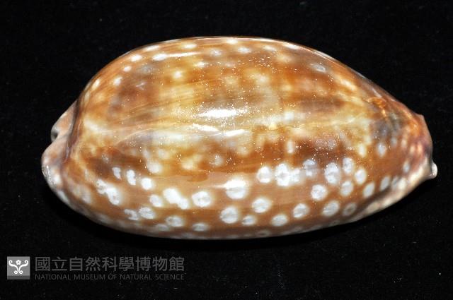 鹿斑寶螺藏品圖，第2張
