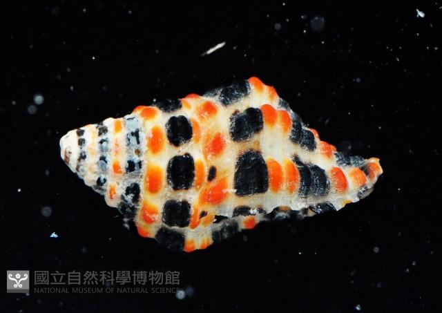 熊峨螺藏品圖，第2張