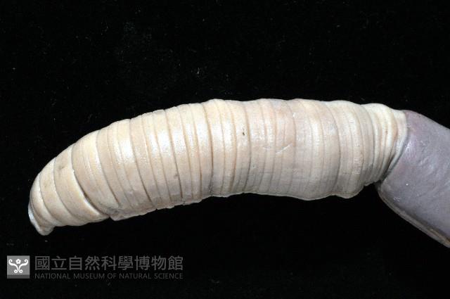 隘寮遠環蚓藏品圖，第2張