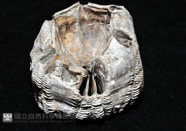 桶冠鯨藤壺藏品圖，第2張