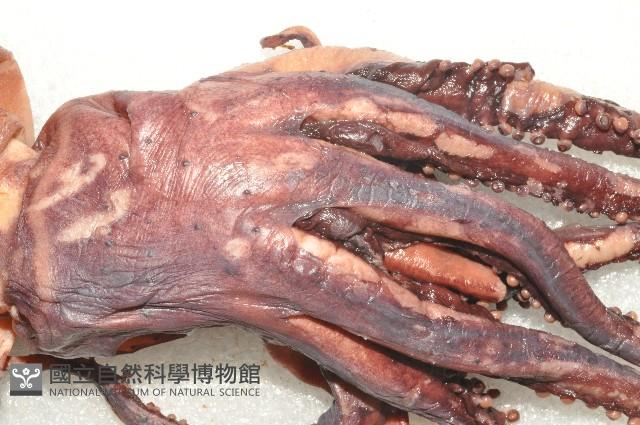 奇妙帆魷藏品圖，第2張