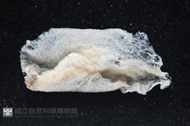 大盤扁蟲藏品圖，第2張