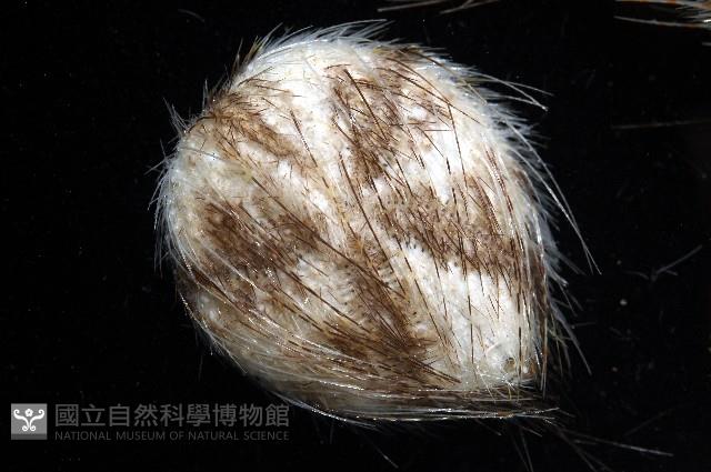扁仙壺海膽藏品圖，第2張