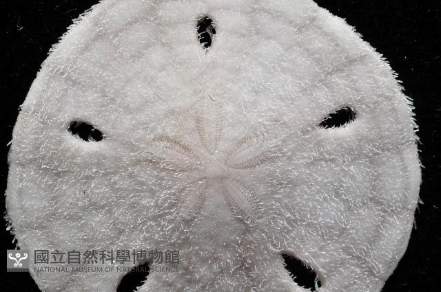 曼氏星盾(孔楯)海膽藏品圖，第2張