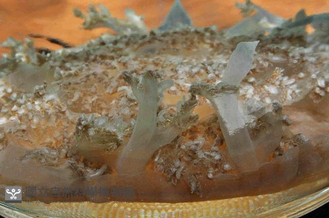 倒立水母(仙后水母)藏品圖，第2張