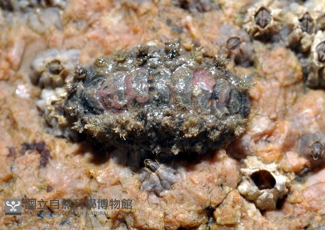 未知種毛膚石鱉藏品圖，第2張
