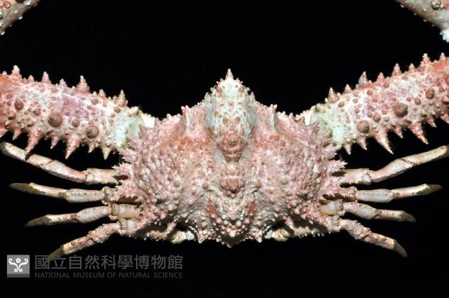 強壯菱蟹藏品圖，第2張