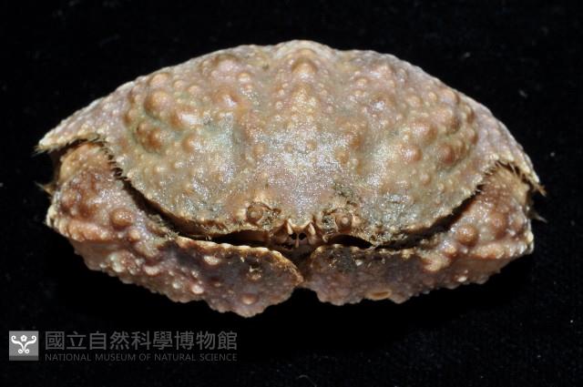 肝葉饅頭蟹藏品圖，第2張