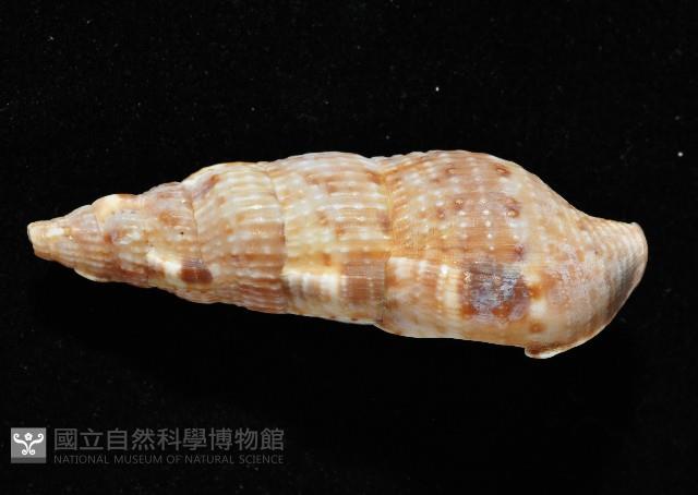 卡明氏布紋螺藏品圖，第2張