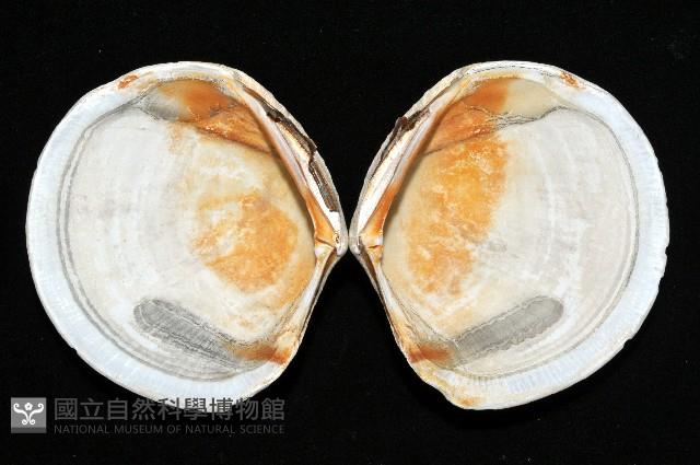 環紋扁滿月蛤藏品圖，第2張