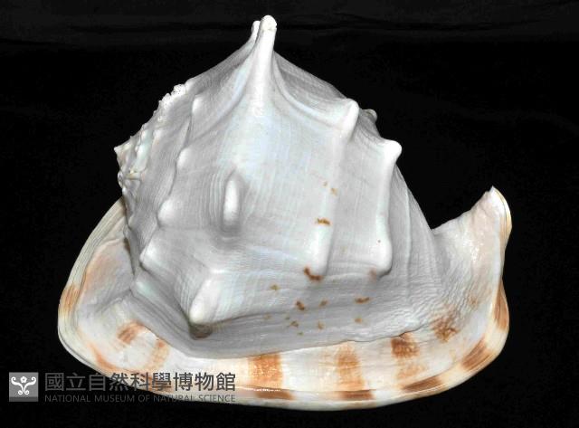 唐冠螺藏品圖，第2張