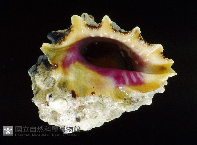 玫瑰岩螺藏品圖，第2張