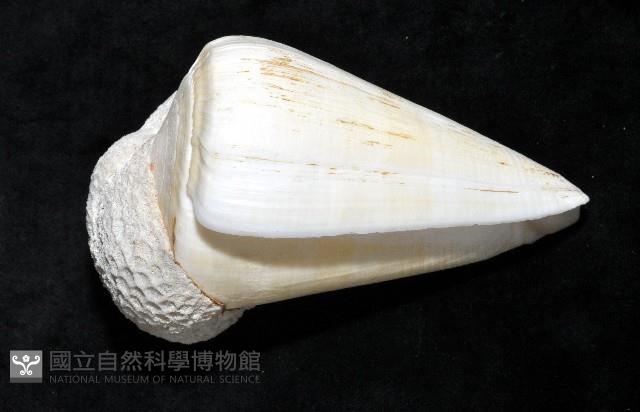 蠟黃芋螺藏品圖，第2張