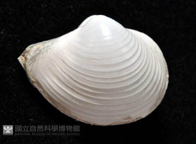 未知種杓蛤藏品圖，第2張