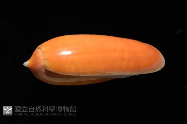 登錄號:007819-00130藏品圖，第2張