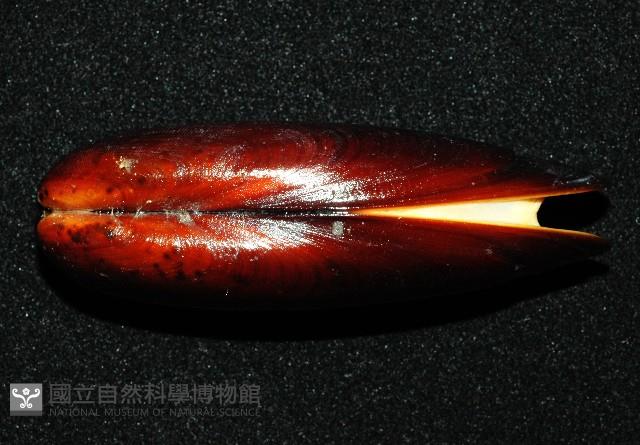 黑石蜊藏品圖，第2張