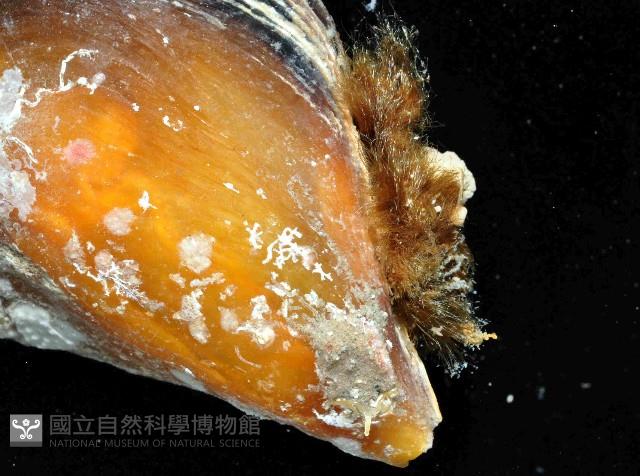 袋狀江珧蛤藏品圖，第2張