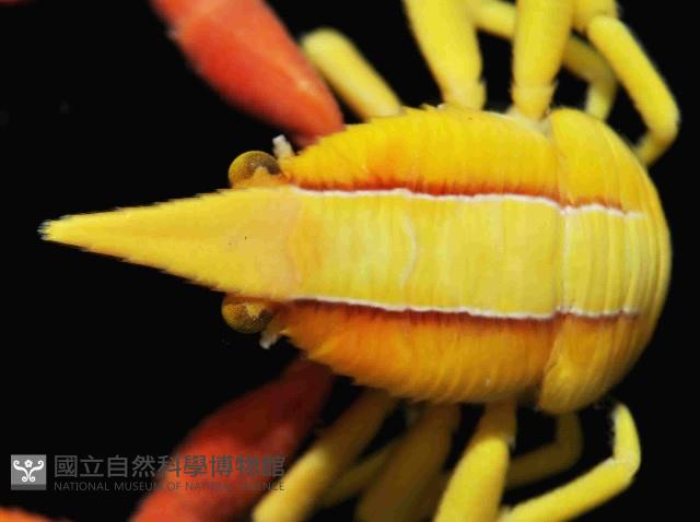 美麗異鎧蝦藏品圖，第2張