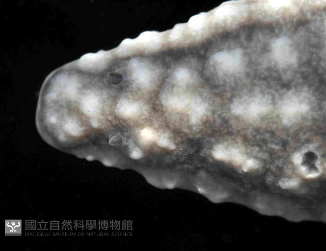 丘凸小葉海蛞蝓藏品圖，第2張