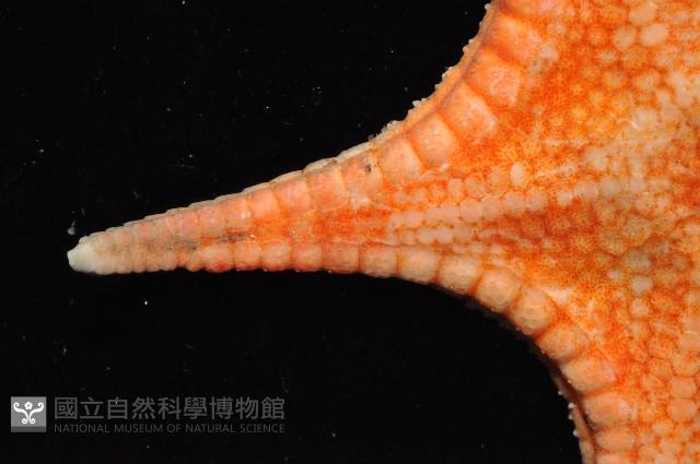 細(窄)花海星藏品圖，第2張