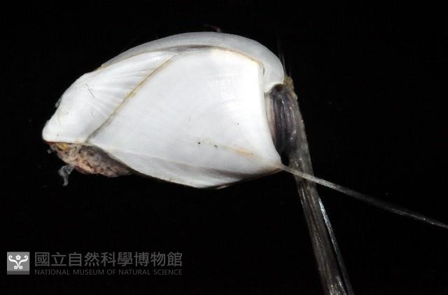 鵝茗荷藏品圖，第2張