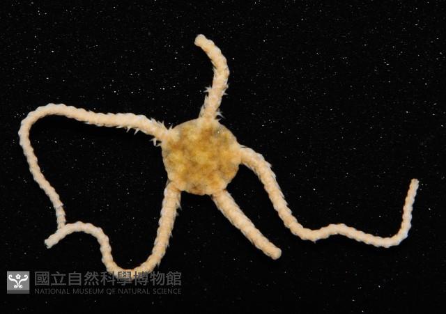 未知種真蛇尾藏品圖，第2張