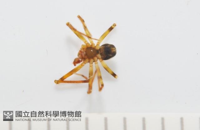 臺灣奈斯蛛藏品圖，第2張