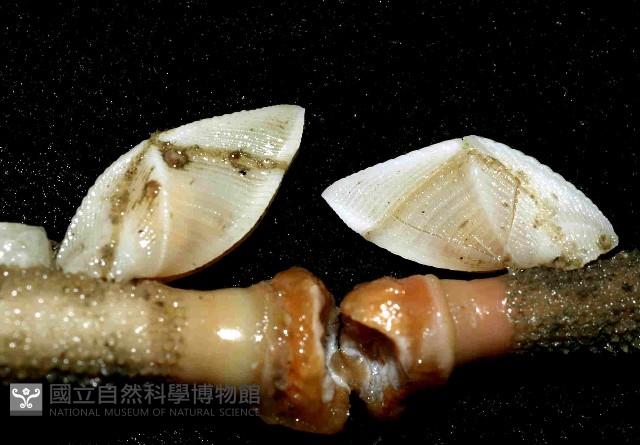紋大茗荷藏品圖，第2張