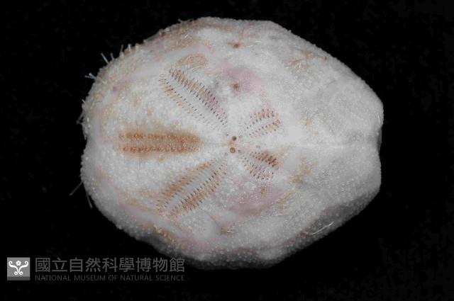 未知種高星海膽藏品圖，第2張
