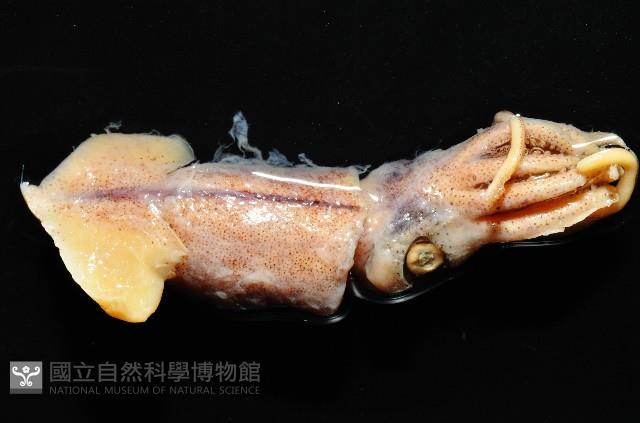相似鉤腕魷藏品圖，第2張