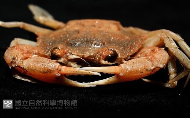 雙斑蟳藏品圖，第2張