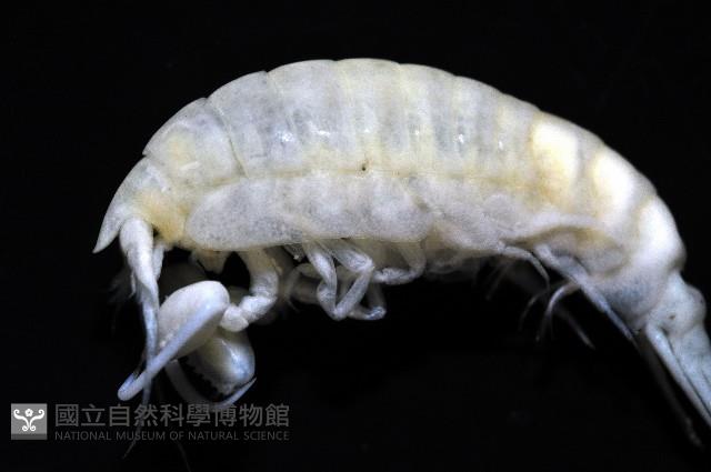 未知種深海鉤蝦藏品圖，第2張