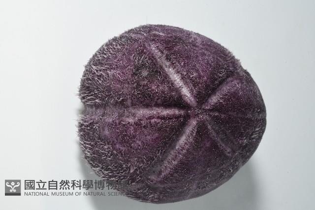 中華釜海膽藏品圖，第2張