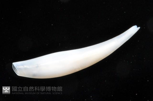 胖象牙貝藏品圖，第2張