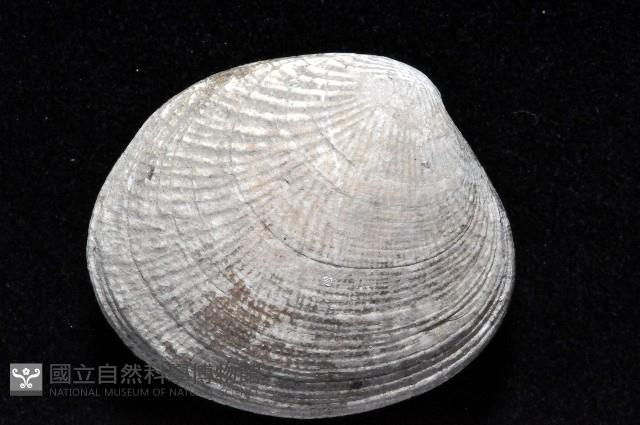 歧紋簾蛤藏品圖，第2張