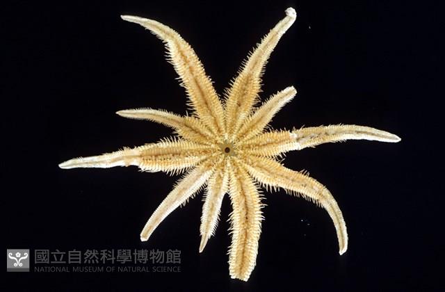 松砂海星藏品圖，第2張