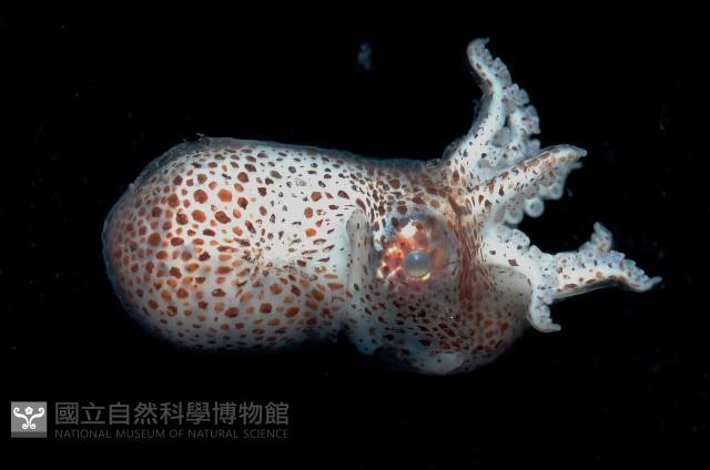 未知種船蛸藏品圖，第2張
