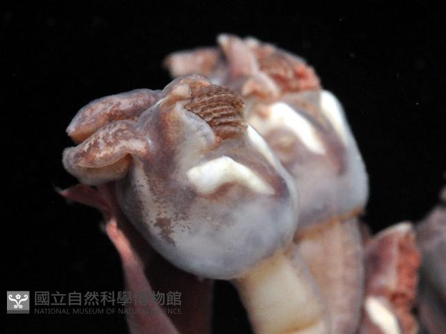 耳條茗荷藏品圖，第2張