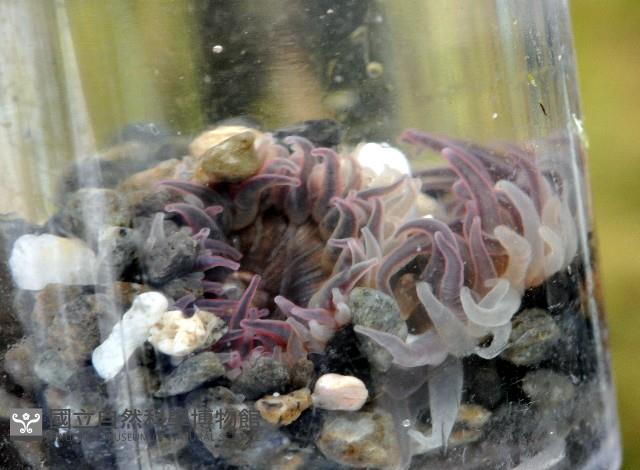 未知種海葵(海葵科)藏品圖，第2張