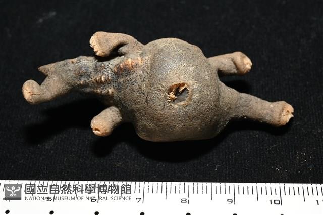寄居蟹鞘群海葵藏品圖，第2張