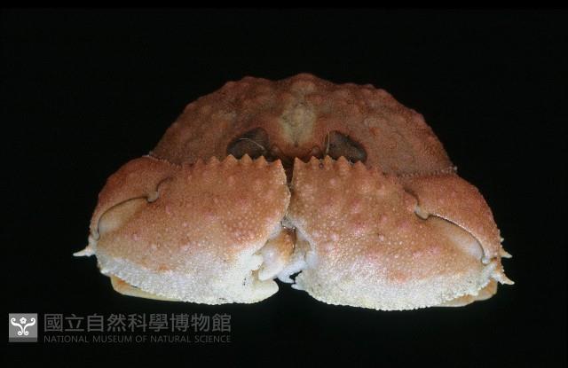 米氏擬圓殼蟹藏品圖，第2張