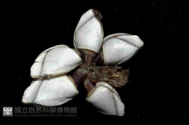 鵝茗荷藏品圖，第2張