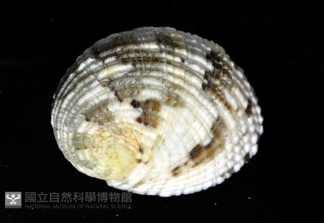 花圓蜑螺藏品圖，第2張
