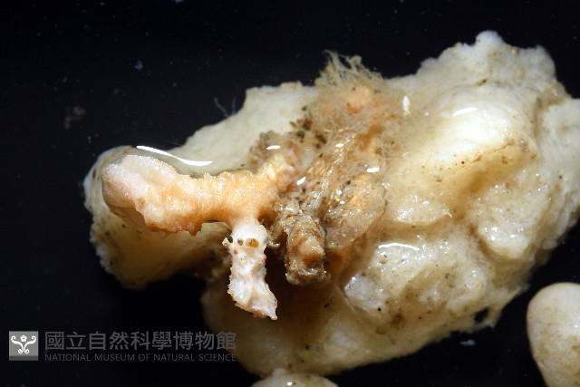 未知種海綿藏品圖，第2張