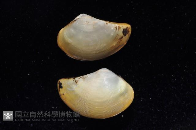 蒼鷹黃錦蛤藏品圖，第2張