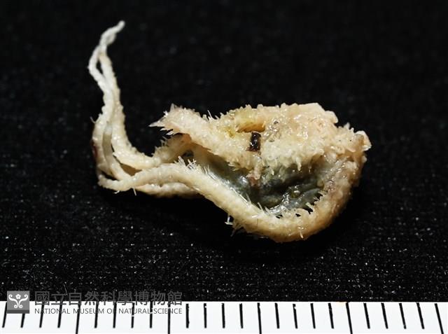 顯著菌蛇尾藏品圖，第2張