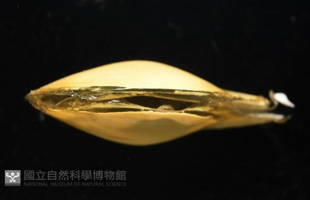 深淵馬刺蛤藏品圖，第2張